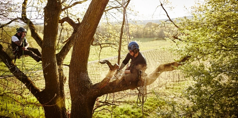 dwie osoby podczas prac na drzewie